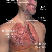 Хвороби системи органів дихання в медицині Тибету