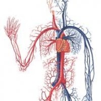 Серцево-судинні захворювання в медицині Тибету